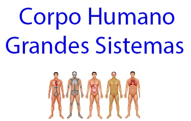 Conhecimento Grandes-Sistemas-Corpo-Humano